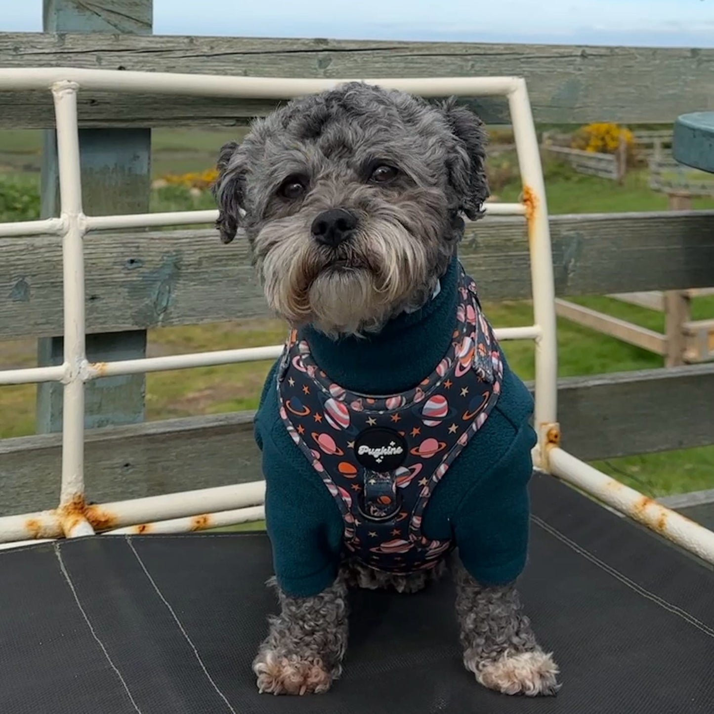 Houston We Have A Pawblem Harness