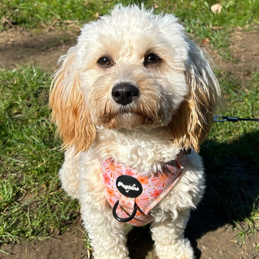 Cover Me In Sunshine Harness