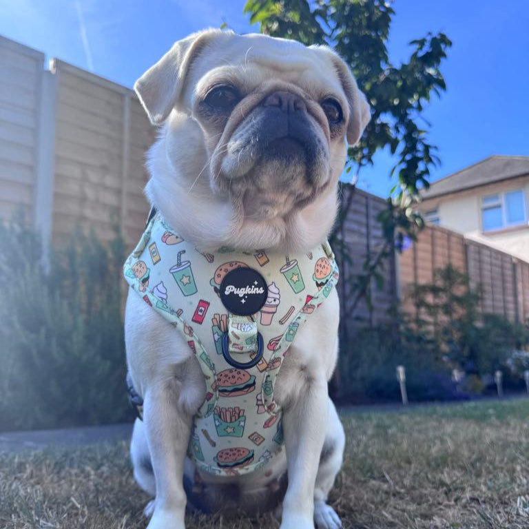 Paws and Patties Harness