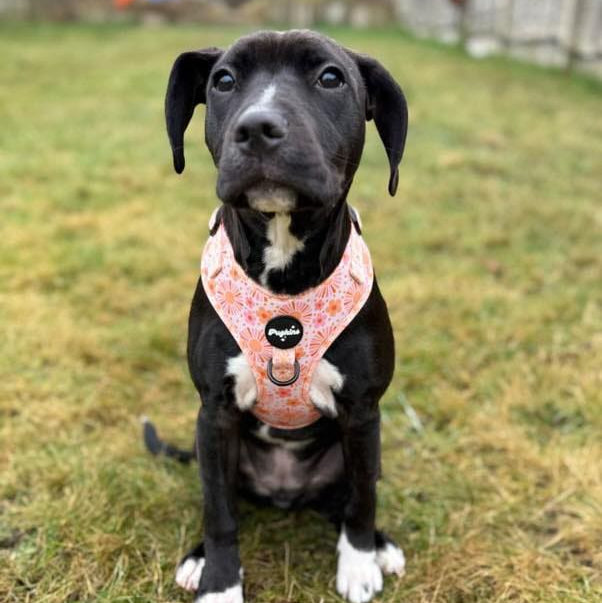 Cover Me In Sunshine Harness
