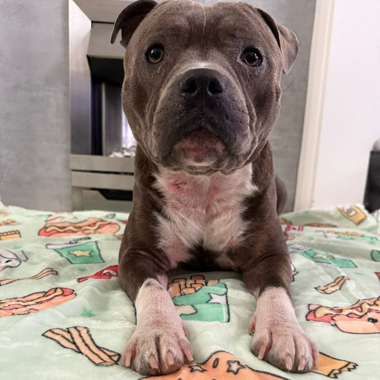 Paws and Patties Blanket