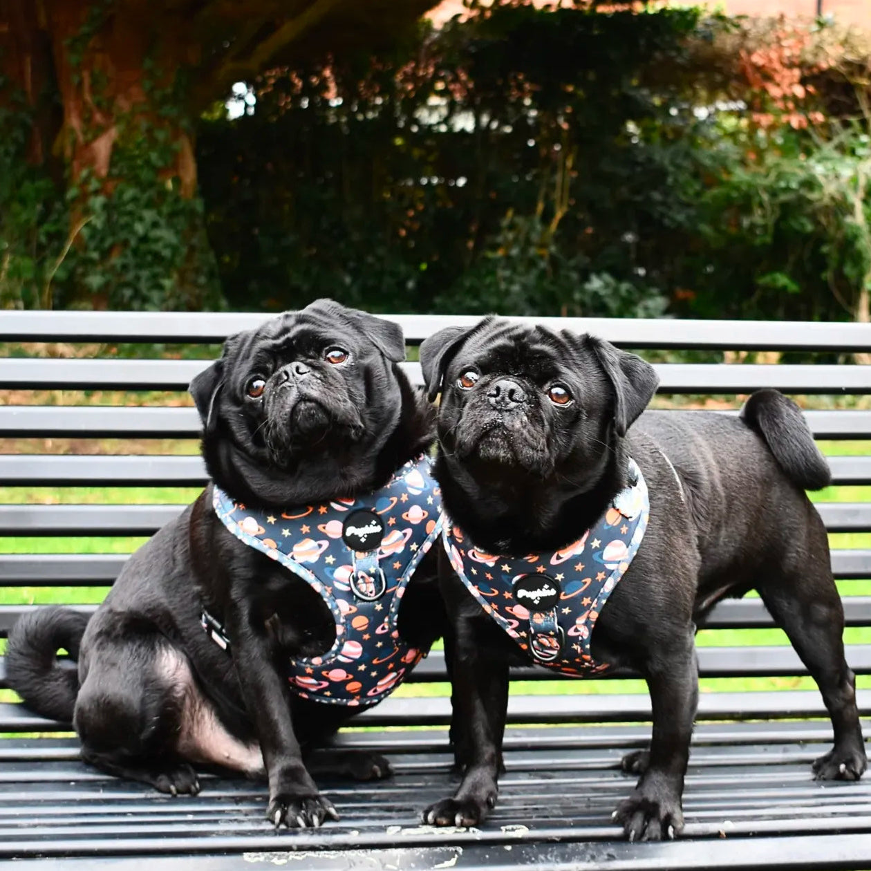 Houston We Have A Pawblem Harness