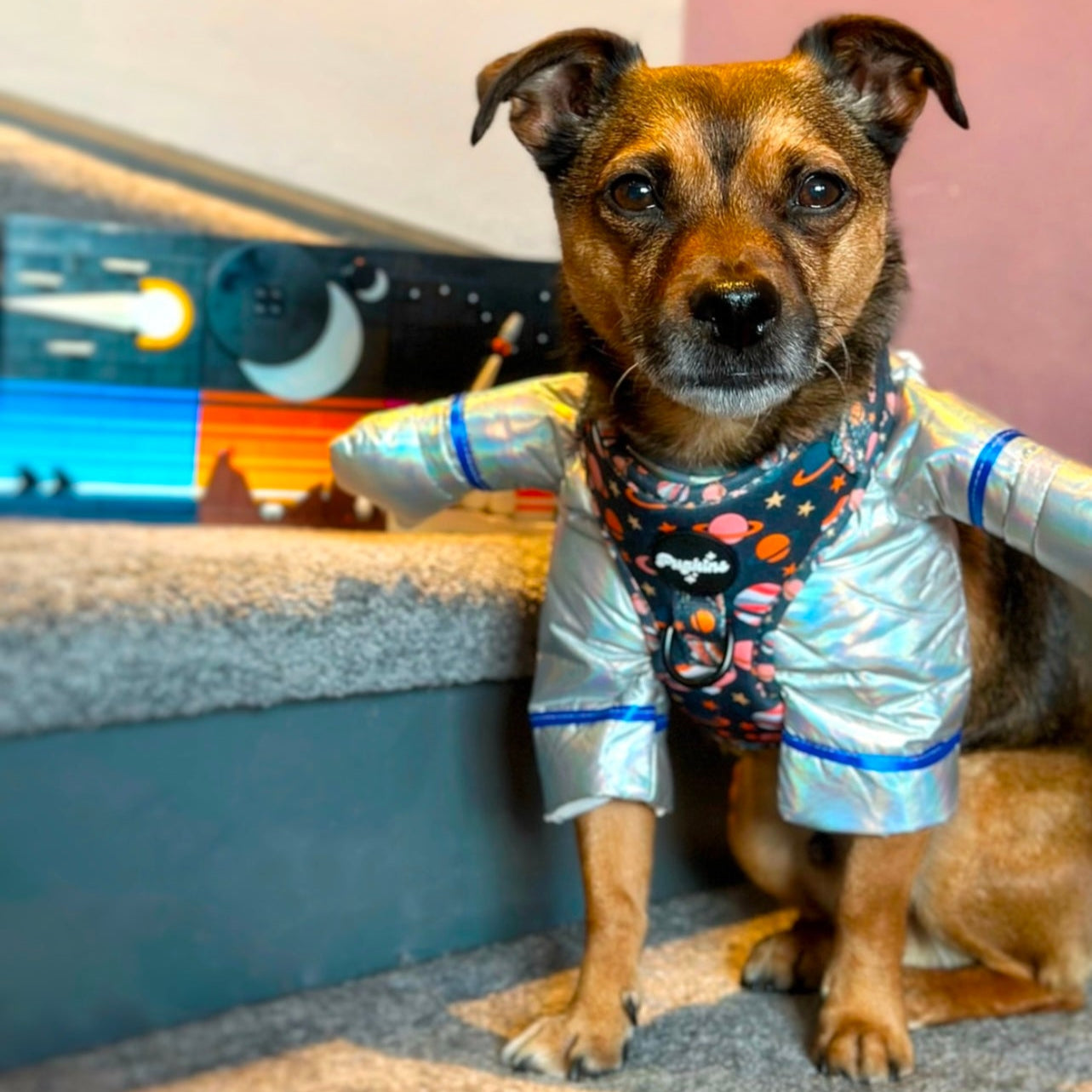 Houston We Have A Pawblem Harness