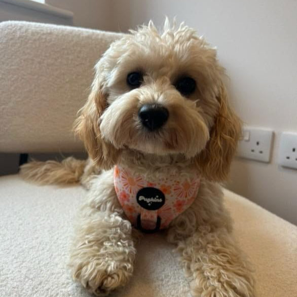 Cover Me In Sunshine Harness