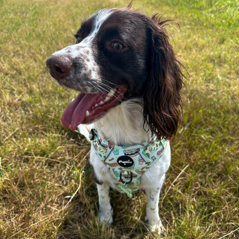 Paws and Patties Tough Style Harness