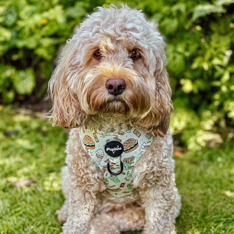 Paws and Patties Harness