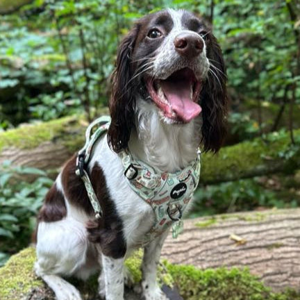 Paws and Patties Tough Style Harness